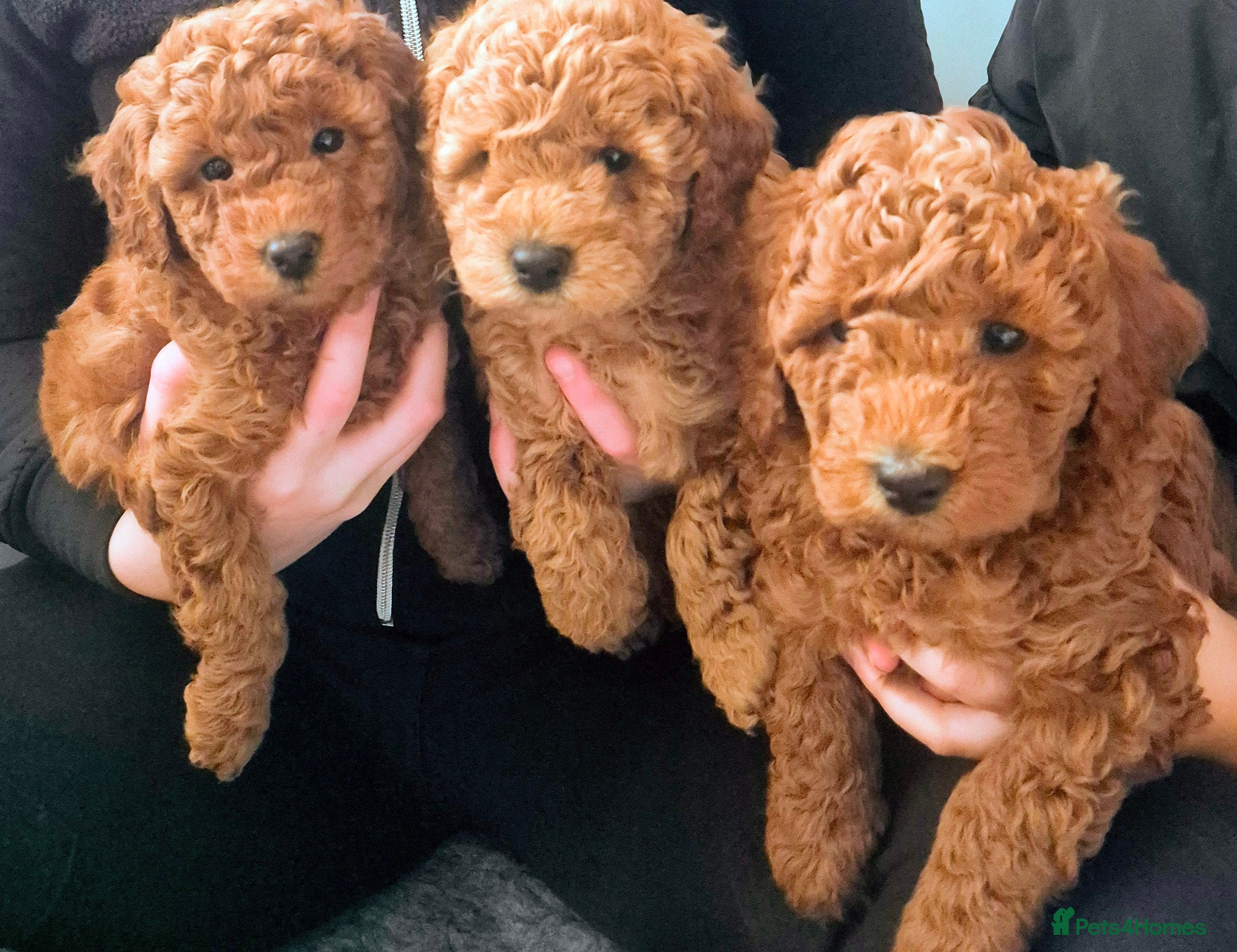 Miniature Poodle dogs GORGEOUS 💕Red Miniature Poodle Puppies  - Advert 14