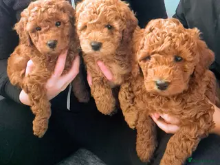 Miniature Poodle dogs GORGEOUS 💕Red Miniature Poodle Puppies - Advert 14
