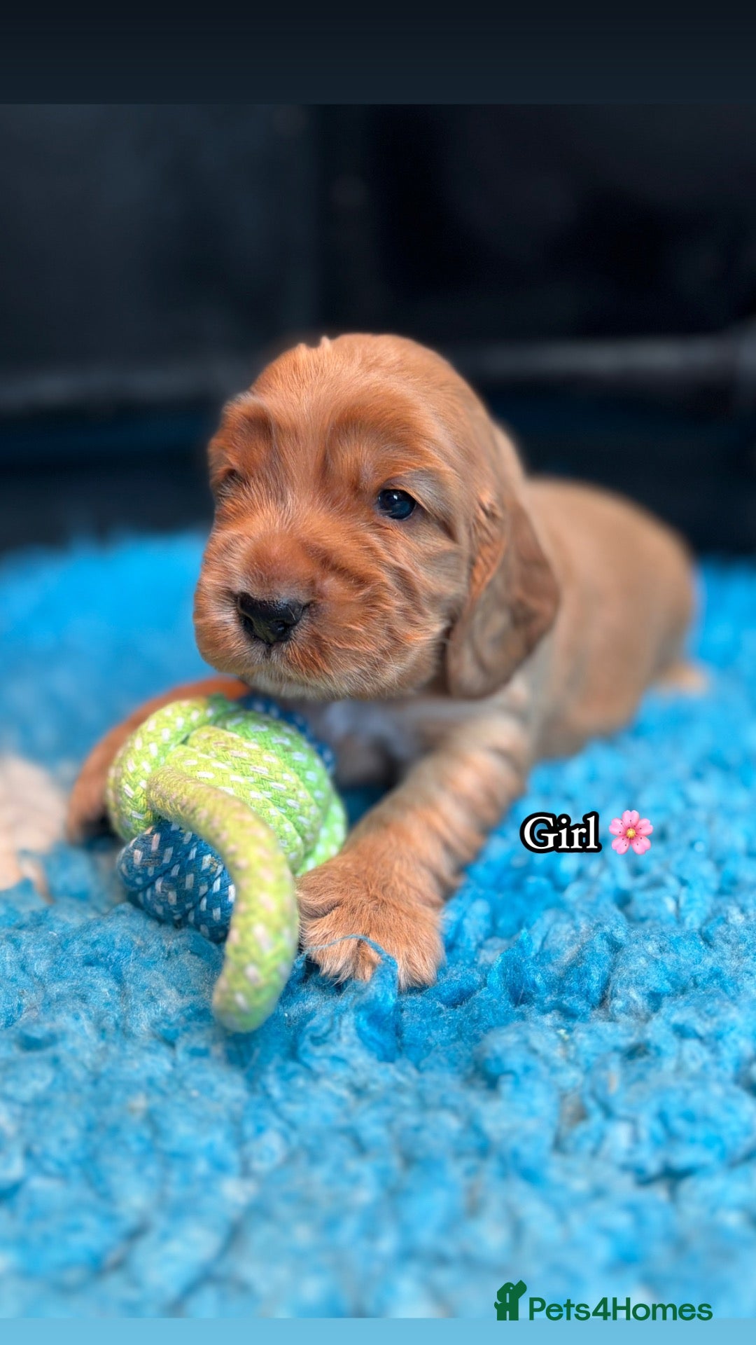 Cocker Spaniel dogs 🏆 Award Winning 🏆 - Advert 2