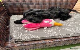 Cockapoo dogs for sale: Female cockapoo - Image 1