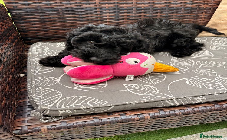 Cockapoo dogs - Advert 1