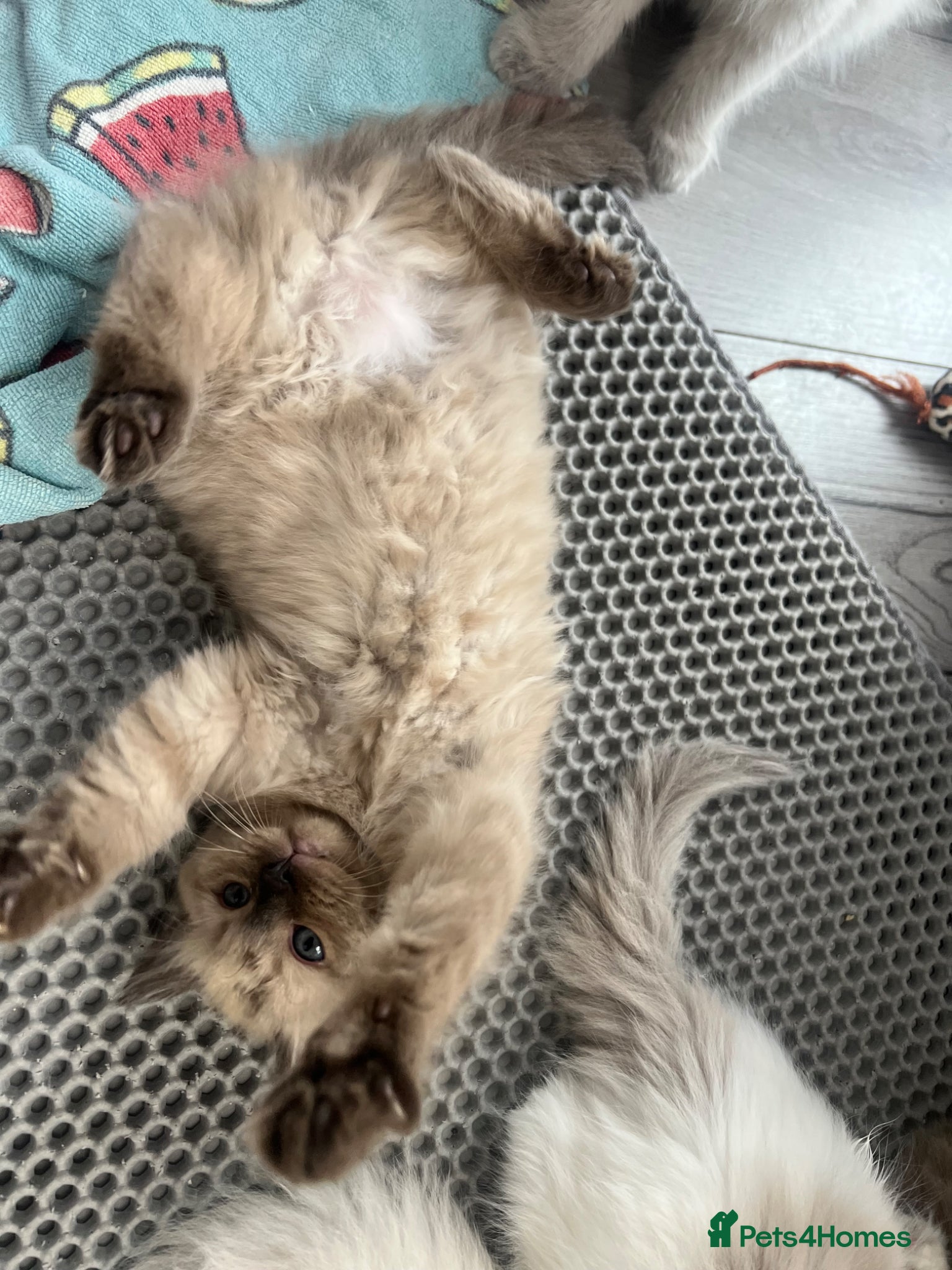 Ragdoll cats READY! RARE Sepia Cherubim Ragdoll BOY Fully Brown - Advert 18