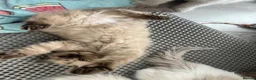 Ragdoll cats for sale: 🤎 READY NOW seal mink sepia cherubim BOY 🤎 - Advert 6