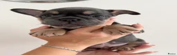 French Bulldog dogs for sale: Outstanding French Bulldog puppies  - Advert 35
