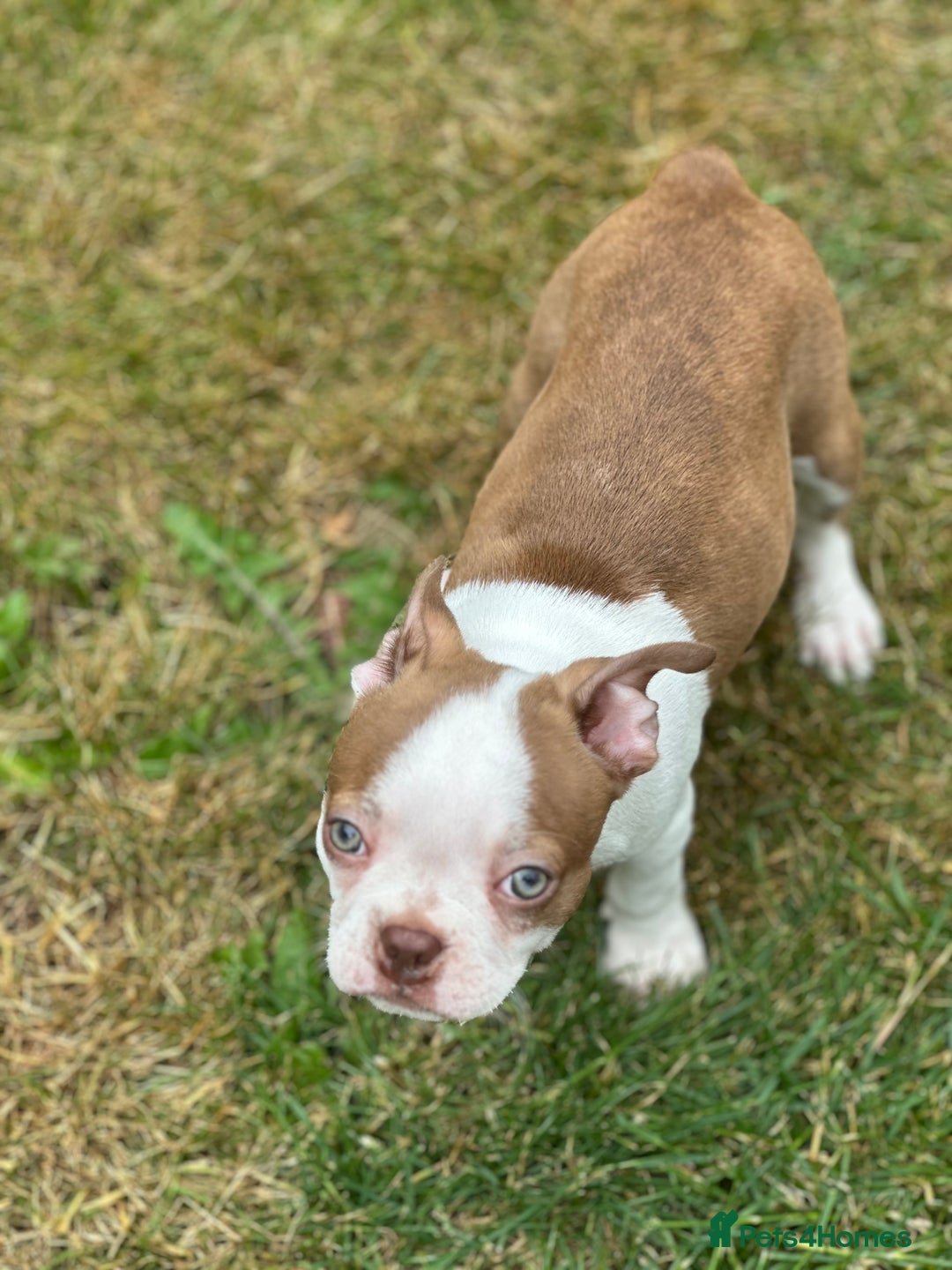 Boston Terrier dogs for sale: 2 females left !!!!!!! - Image 11