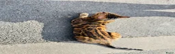 Bengal cats for sale: Ticca registered active male  - Advert 5