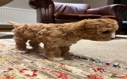 Cavapoo dogs for sale: Perfect family Cavapoos. Home raised, ready 28 Oct - Image 8