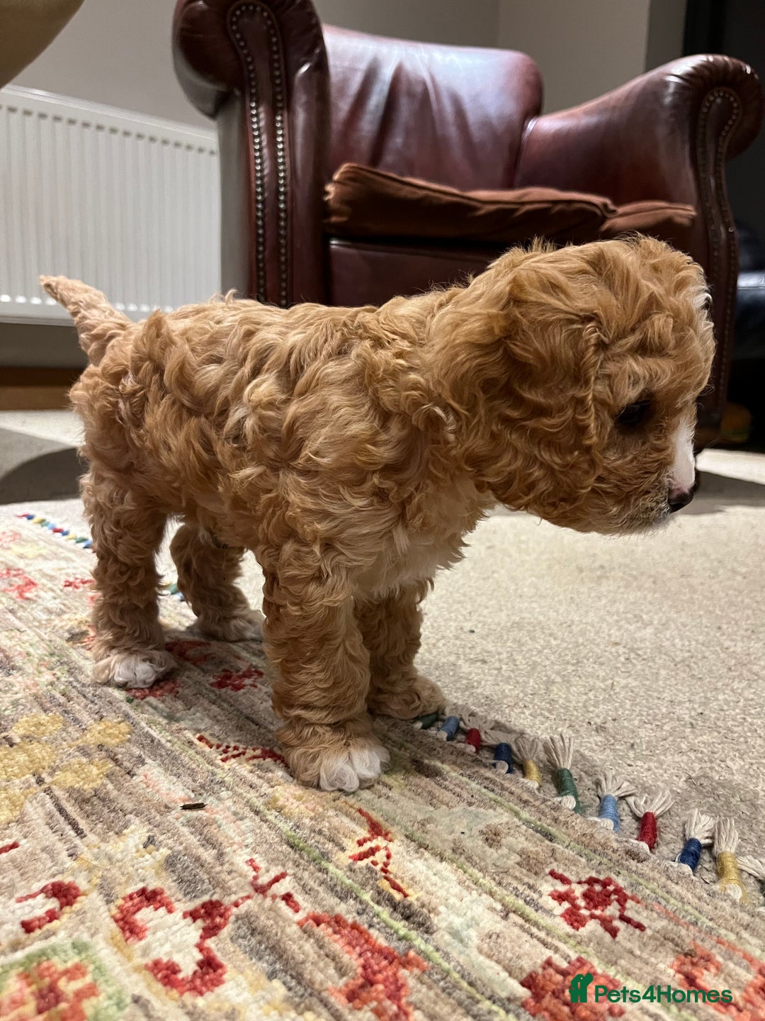 Cavapoo dogs for sale: Perfect family Cavapoos. Home raised, ready 28 Oct - Image 8