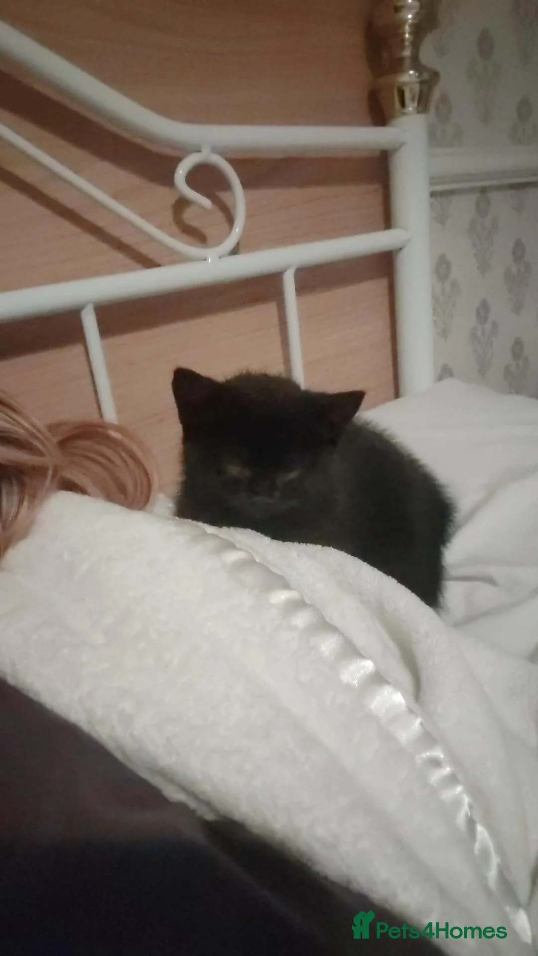 Mixed Breed cats for sale: 1 male 1 female kittens  - Advert 6