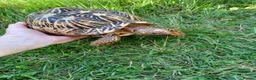 Tortoise reptiles for sale: Adult Breeding FEMALE INDIAN STAR TORTOISE  - Advert 8