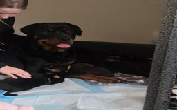 Rottweiler dogs for sale: Chunky Rottweiler puppies - Image 12
