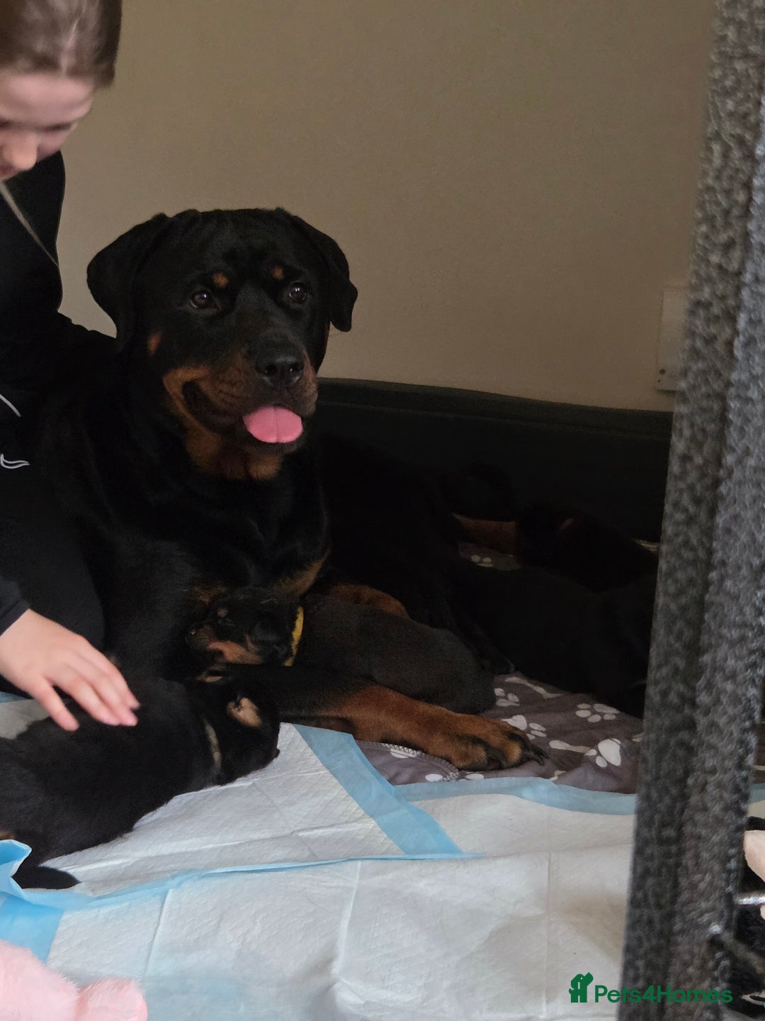 Rottweiler dogs for sale: Chunky Rottweiler puppies - Image 12