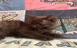 Mixed Breed cats for sale: 5 Beautiful, Fluffy Kittens For Sale! - Image 21
