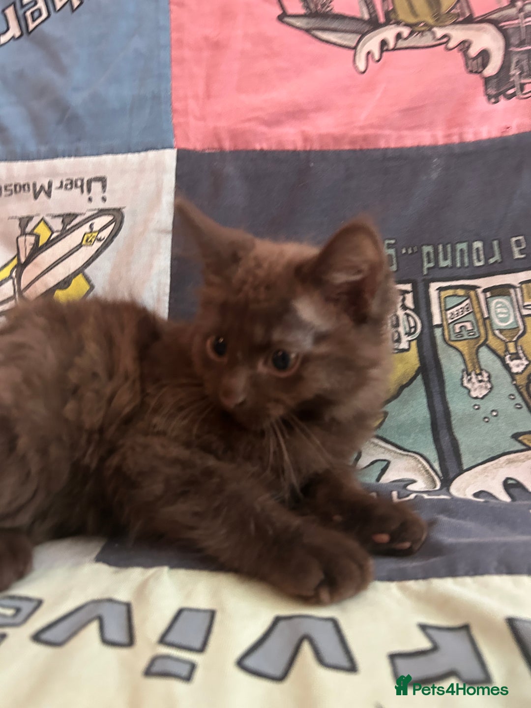 Mixed Breed cats for sale: 5 Beautiful, Fluffy Kittens For Sale! - Image 21