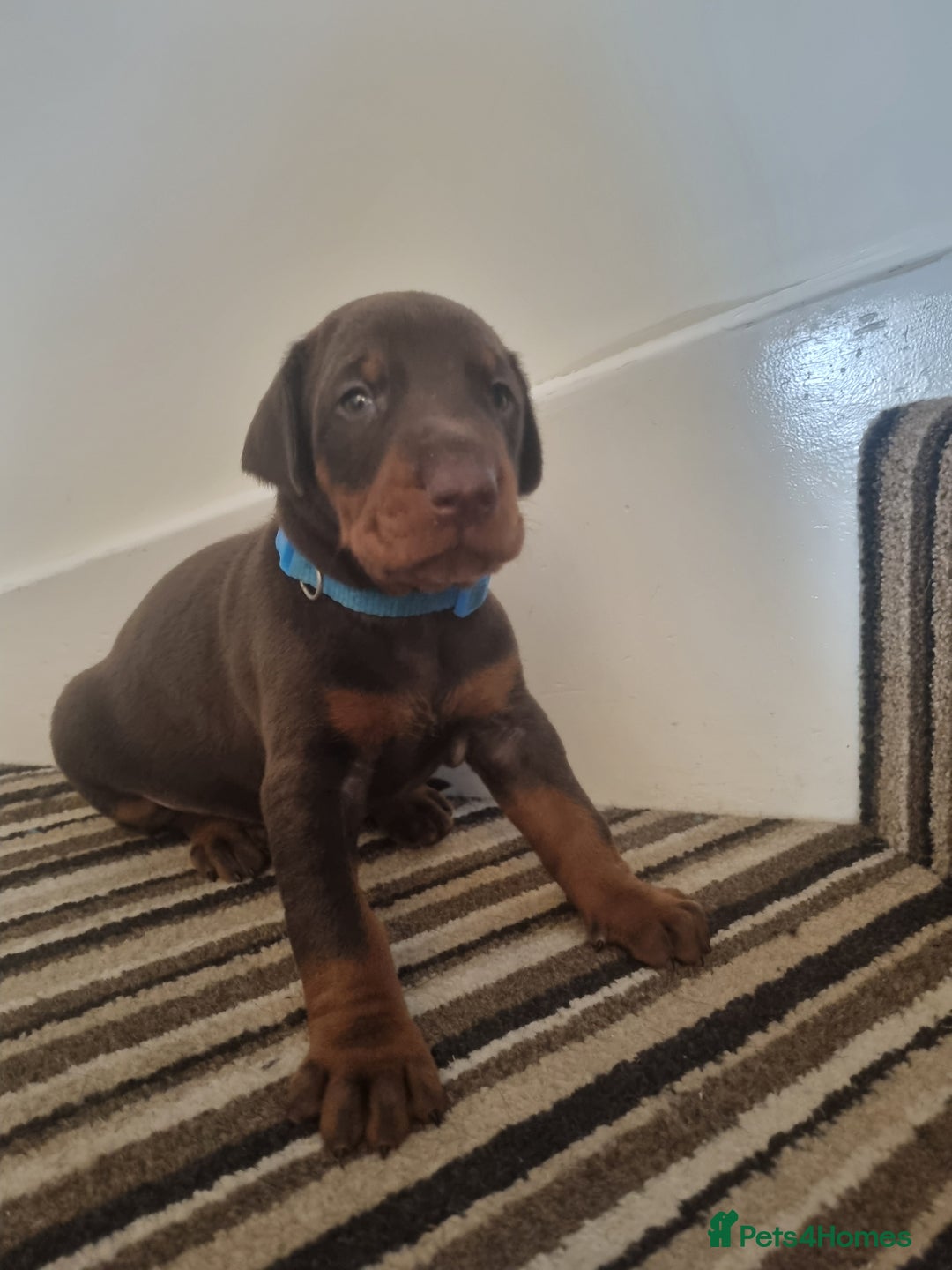 Dobermann dogs for sale: Exceptional Doberman - Advert 31