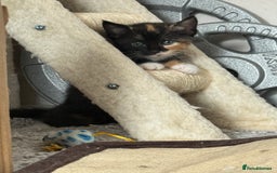Mixed Breed cats for sale: 3 sweet kittens ready 27th Sep - Image 5