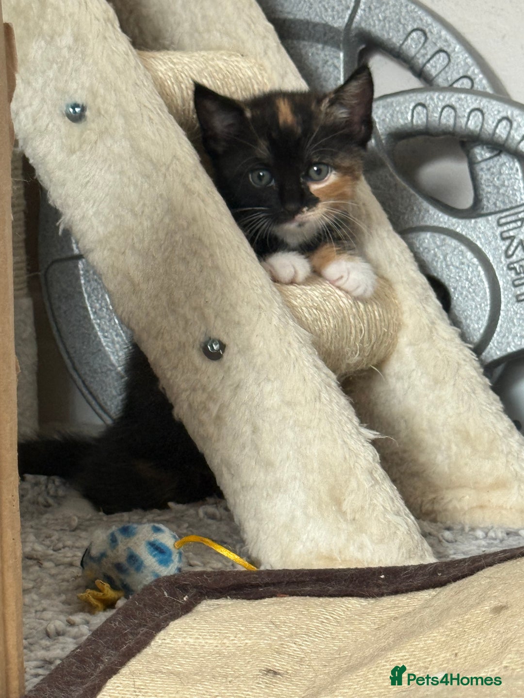 Mixed Breed cats for sale: 3 sweet kittens ready 27th Sep - Image 5
