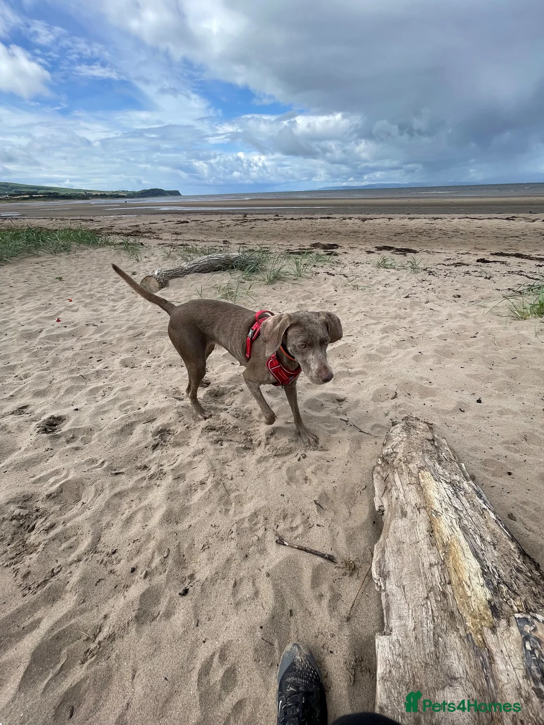 Weimaraner dogs for sale: Female Weimaraner for sale - Advert 1