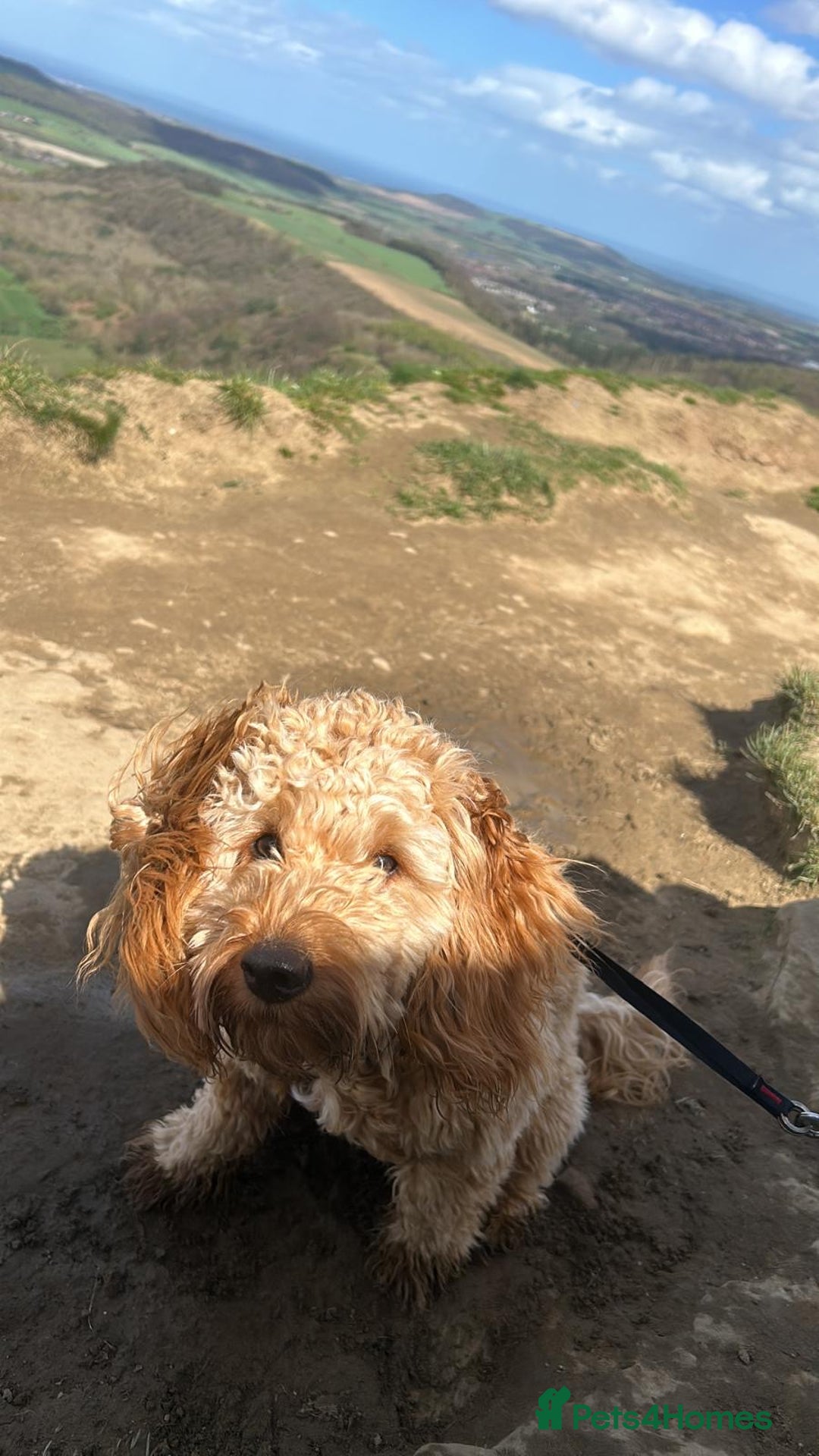 Cockapoo dogs for sale: Cockapoo for sale - Advert 3