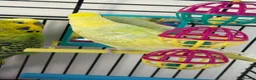 Budgerigars birds for sale:     Budgies & Quail Chicks + Cage - Advert 7