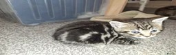 Mixed Breed cats for sale: 4 beautiful playful kittens ready for a new home!! - Advert 3