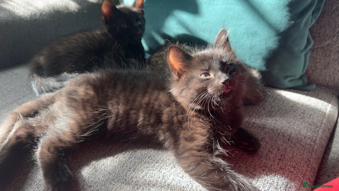 Mixed Breed cats for sale: Beautiful kittens!!!!! READY NOW!!! - Image 17