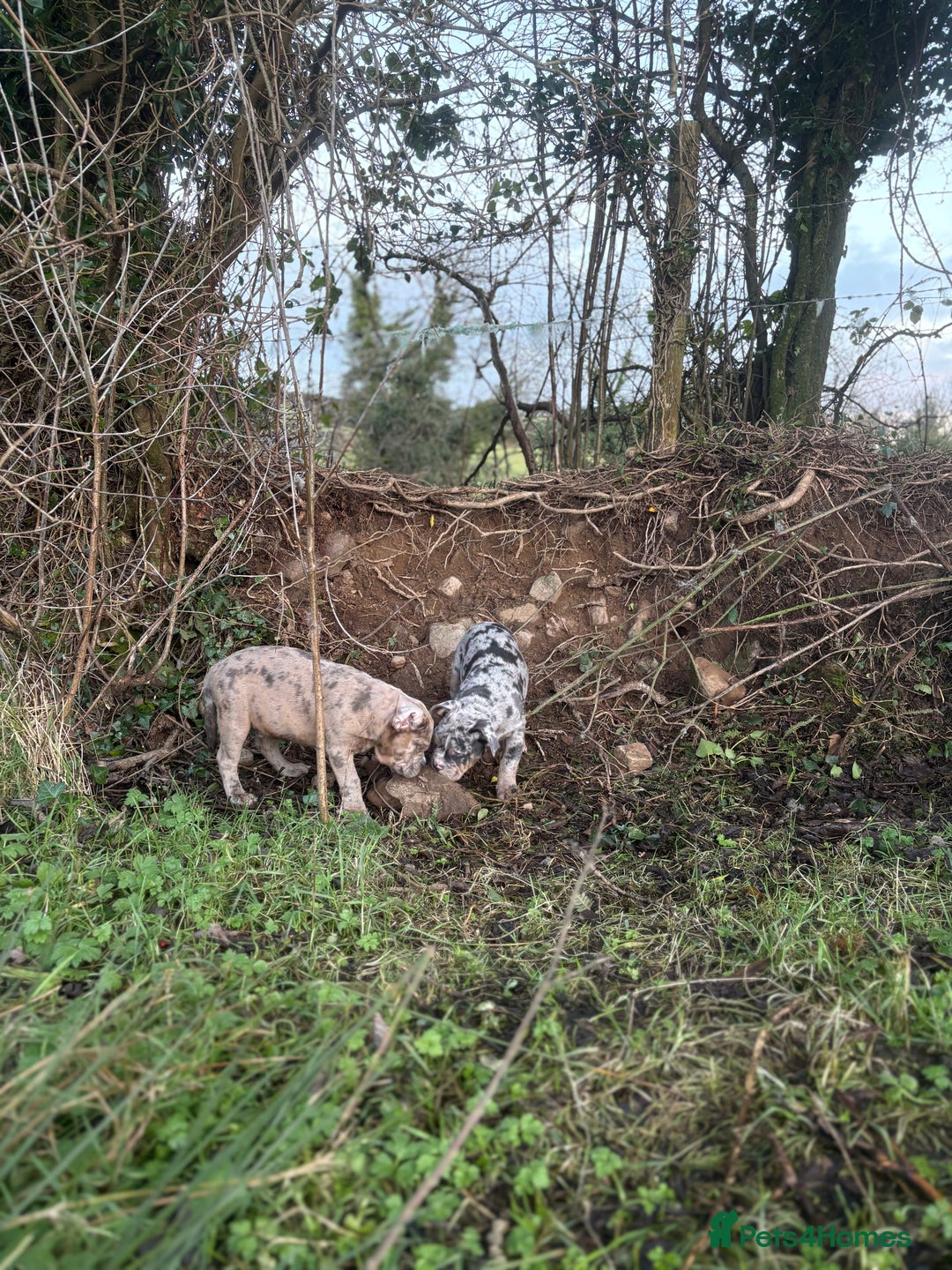 Olde English Bulldogge dogs for sale: 3 male puppy Olde English Bulldogges left - Advert 24