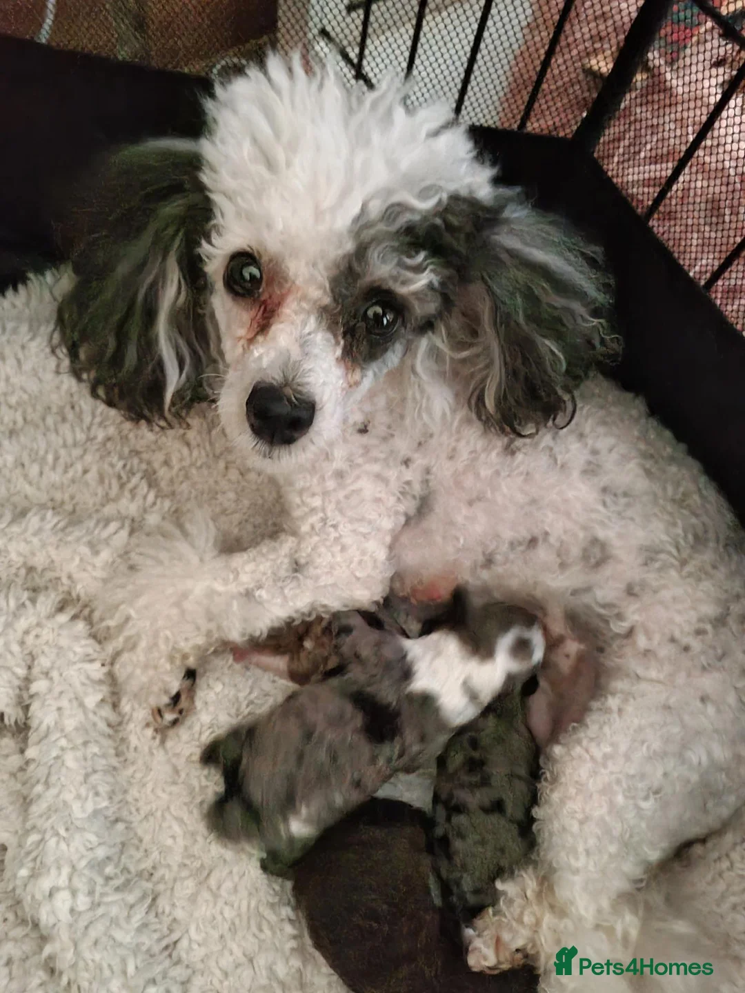 Toy Poodle dogs for sale: Merl toy poodle  - Advert 1