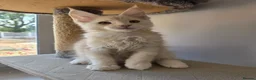 Maine Coon cats for sale: TICA Maine Coon Kittens | Russian Bloodlines - Advert 32