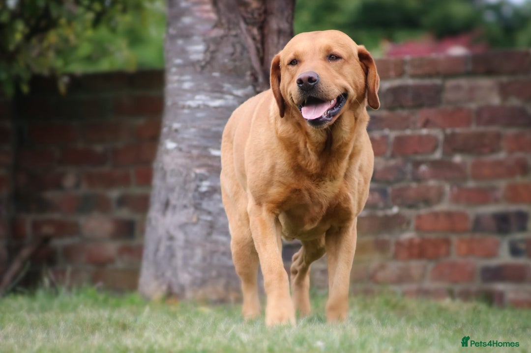 Labrador Retriever dogs for sale: STUNNING GOLDEN/FOX RED KC REG LABRADOR RTL - Image 15