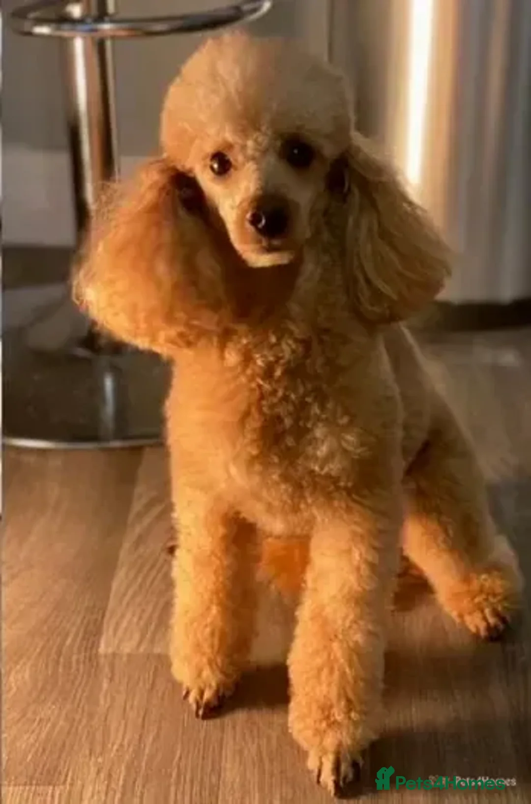 Poochon dogs for stud: KC RED TOY POODLE STUD - Advert 2
