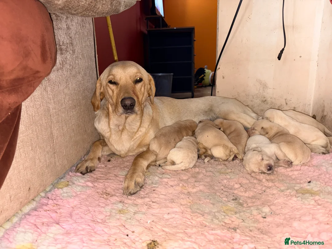 Labrador Retriever dogs for sale: All Reduced to £850 Ready to go now only 1 left - Advert 7