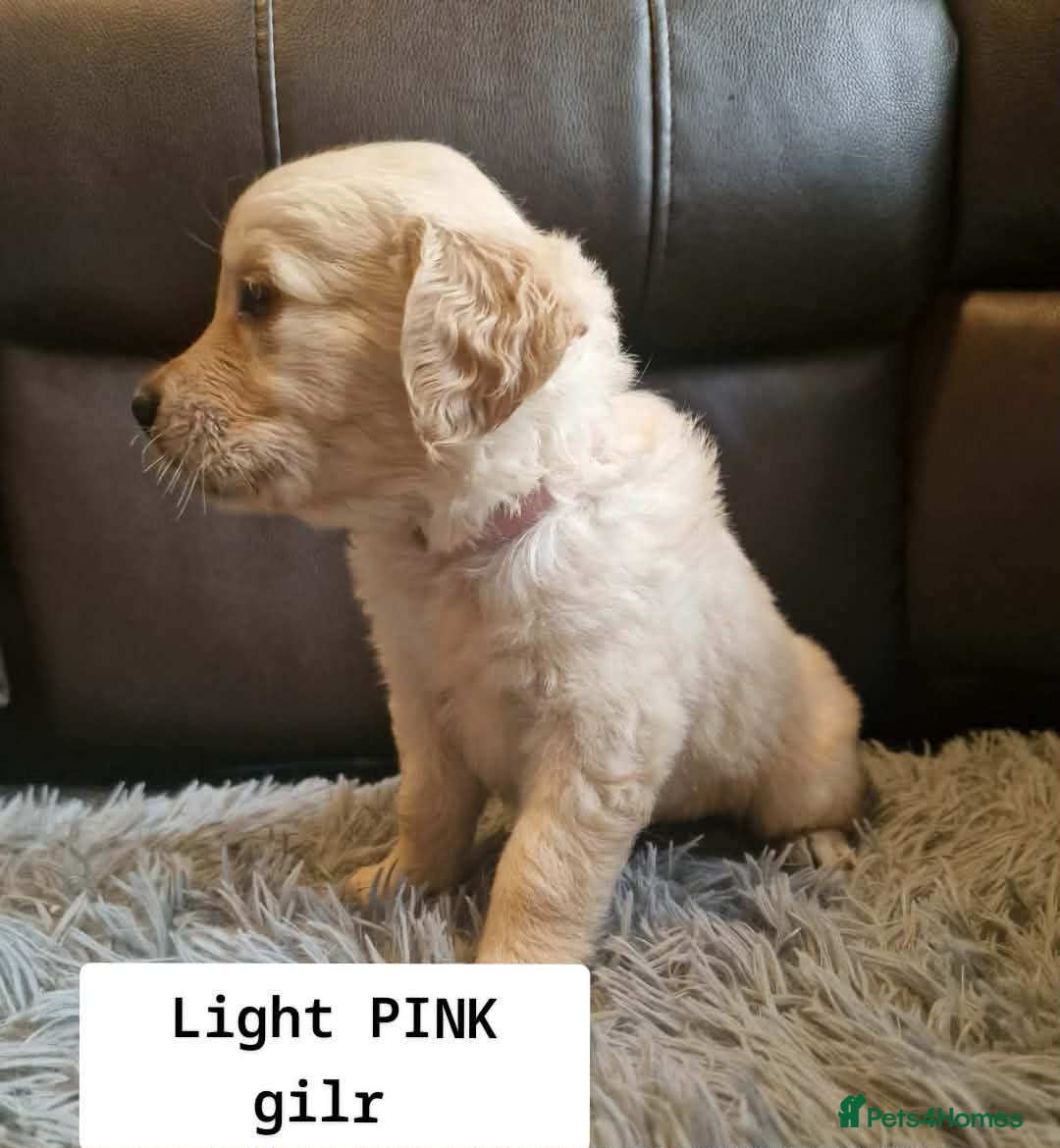 Golden Retriever dogs 🐾 Pure Golden Retriever puppies 🐾  - Advert 2
