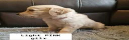Golden Retriever dogs for sale: READY NOW🐾 PUREBRE GOLDEN RETRIEVER PUPPIES🐾 - Advert 5