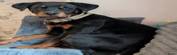 Rottweiler dogs for sale: 6 Month old Female German Rottweiler - Advert 2