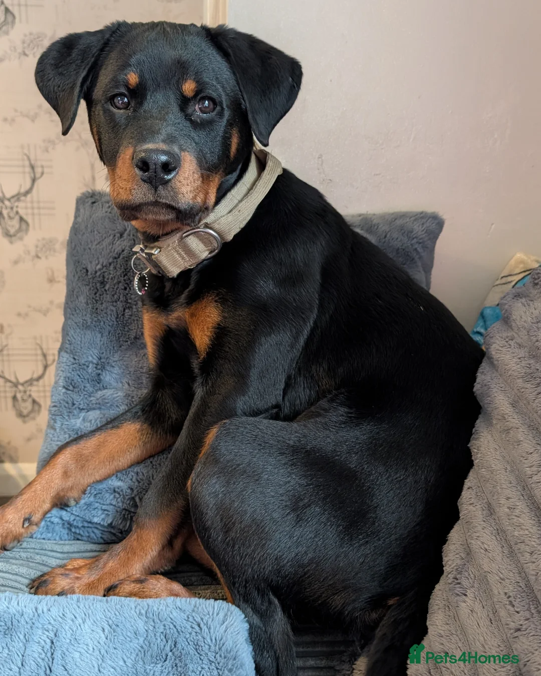Rottweiler dogs for sale: 6 Month old Female German Rottweiler - Advert 2