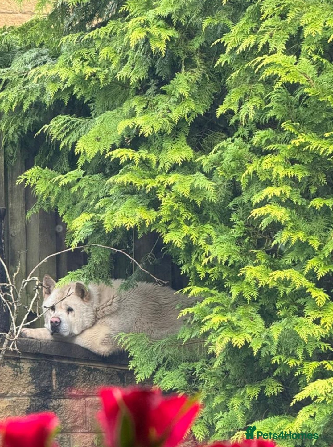 Akita dogs for sale: Pedigree American Akita  - Image 4