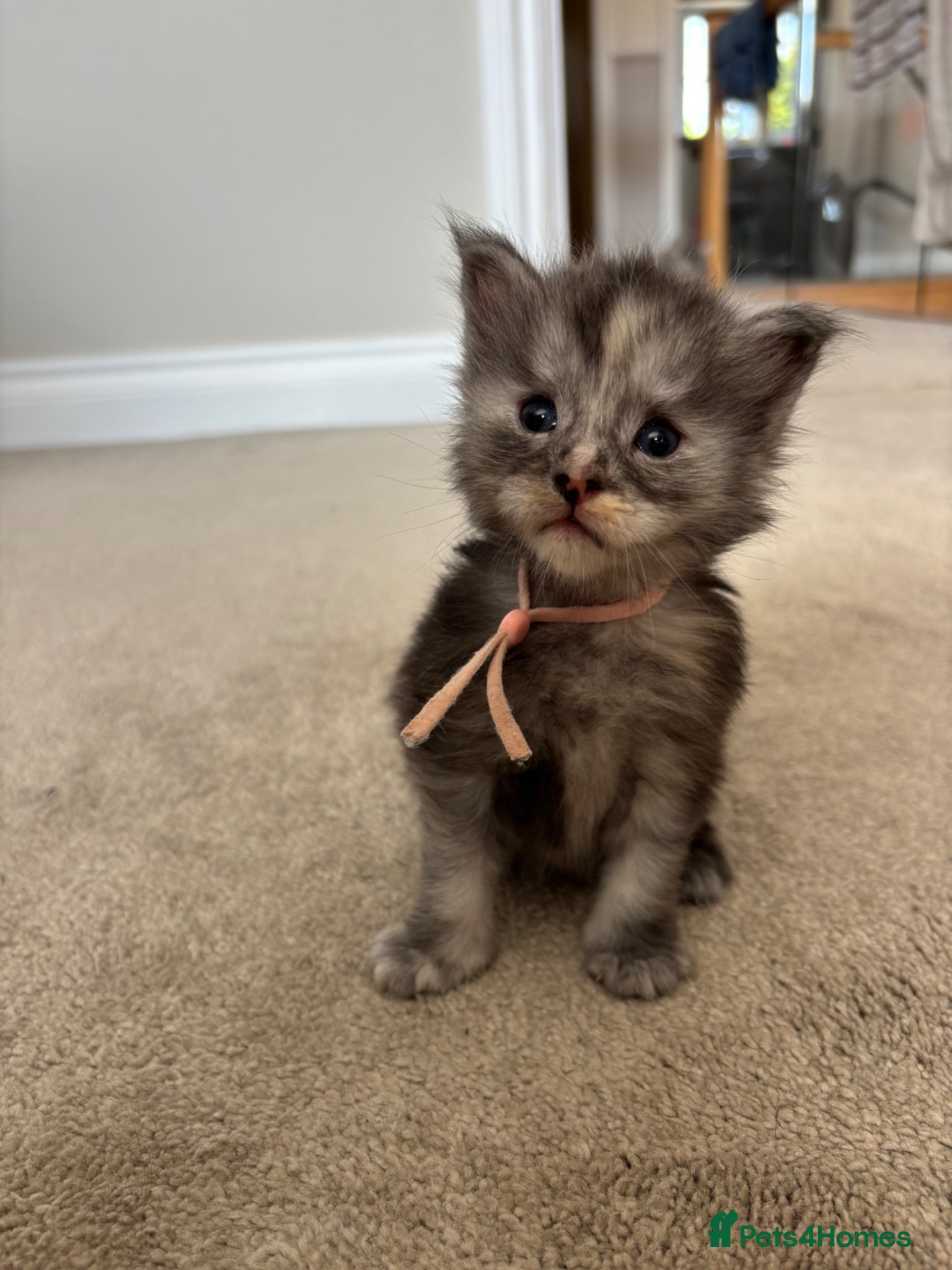 Maine Coon cats for sale: TICA Maine Coon Kittens  - Advert 16
