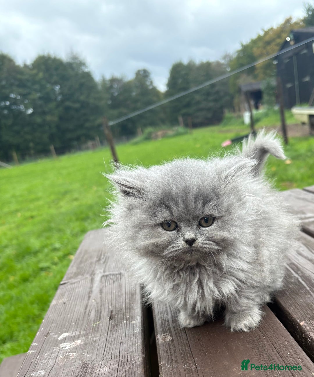 British Shorthair cats for sale: 2 left ready for new home this Saturday  - Advert 16
