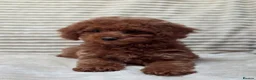 Toy Poodle dogs for sale:  Red Toy Poodle Puppies – Asian Teddy Bear Type in Motherwell - Advert 11