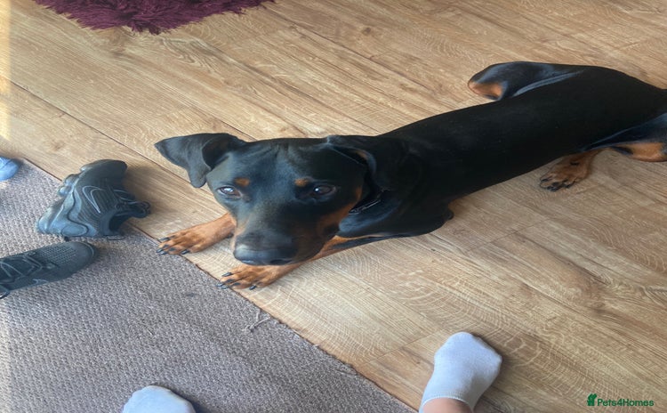 Dobermann dogs - Advert 3