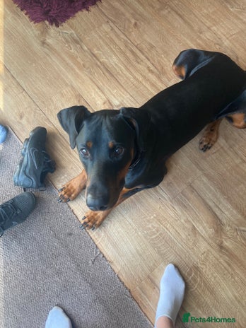 Dobermann dogs - Advert 2