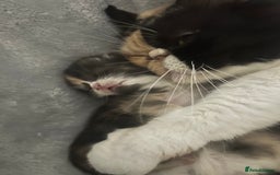 Persian cats for sale: Litter of beautiful Persian kittens   - Image 7