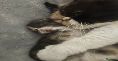 Persian cats - Advert 1