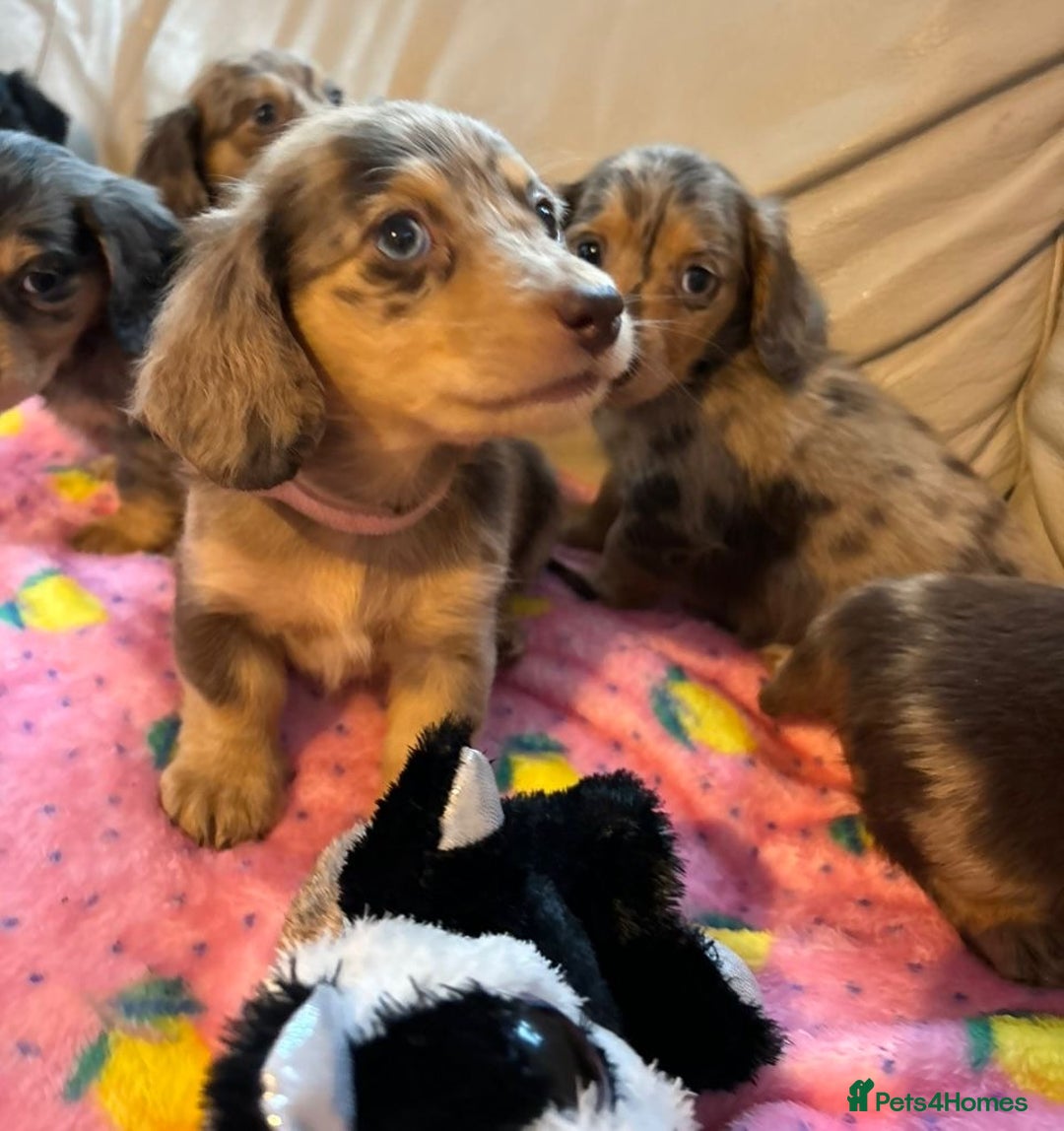 Dachshund dogs for sale: Dachshund long haired miniature - Image 27