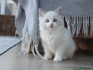 Ragdoll cats Blue Lynx Bicolour Ragdoll - Advert 1
