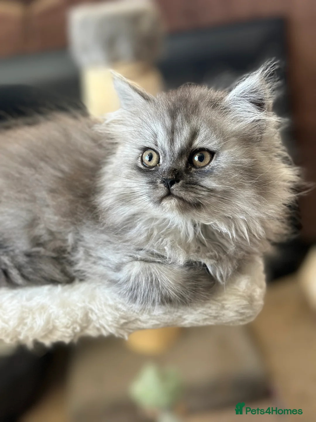Persian cats for sale: Stunning Cuddly Chinchilla Persian Babies❤️ - Advert 2