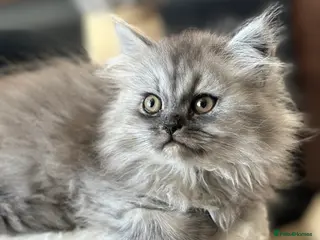 Persian cats Last 2 Chinchilla Persian Babies Left❤️ - Advert 4