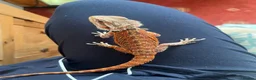 Bearded Dragon reptiles for sale: Juvenile Bearded Dragon  - Advert 9