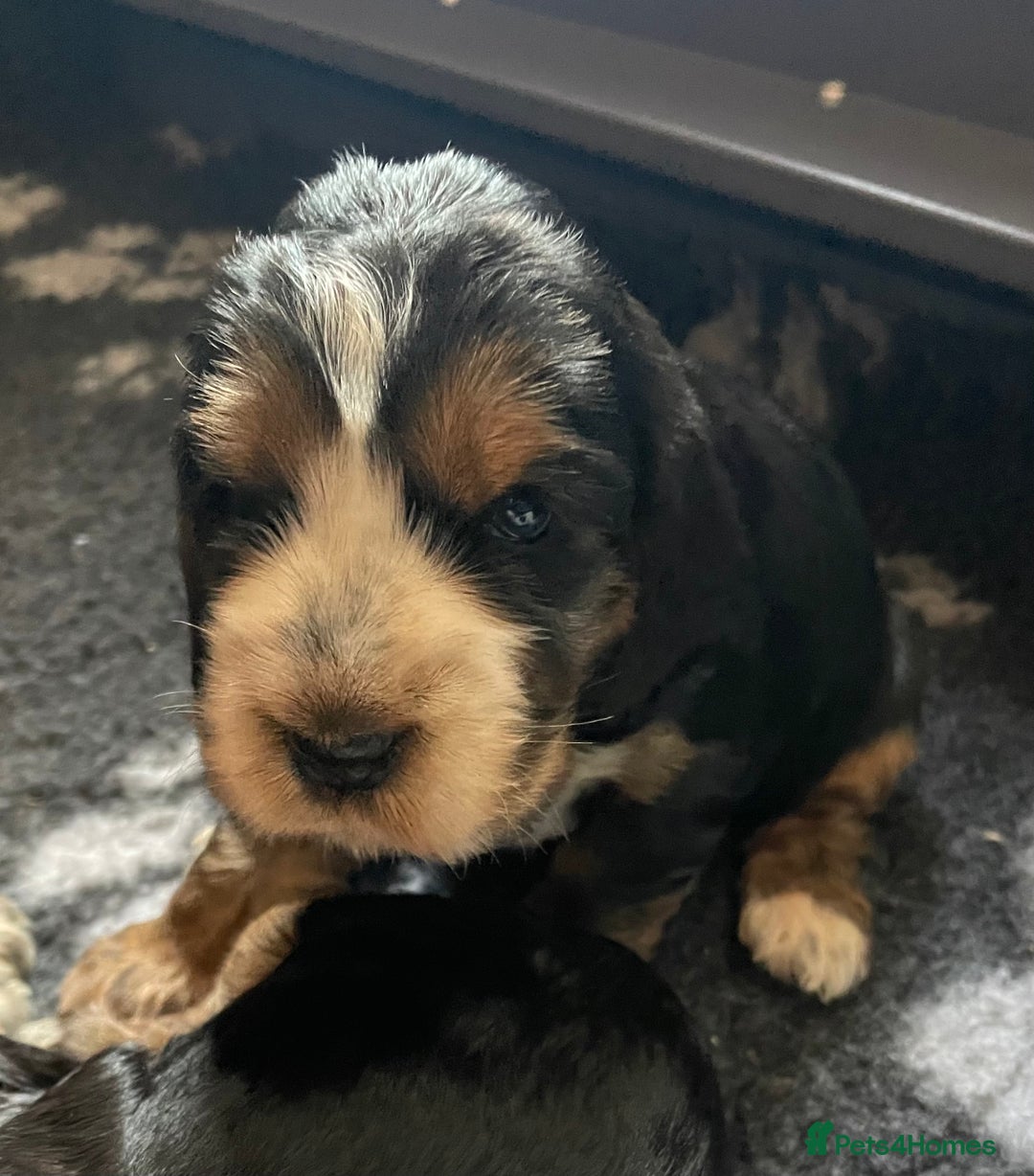 Cocker Spaniel dogs for sale: Cocker Spaniel - Show type - the calm type - Image 15